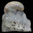 Hoploscaphites Ammonite - South Dakota #60231-1